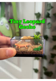 leopard gecko